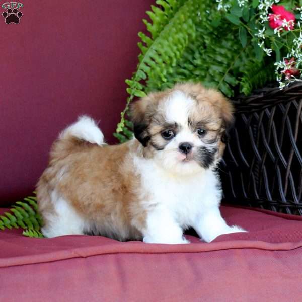 Archie, Shih Tzu Puppy